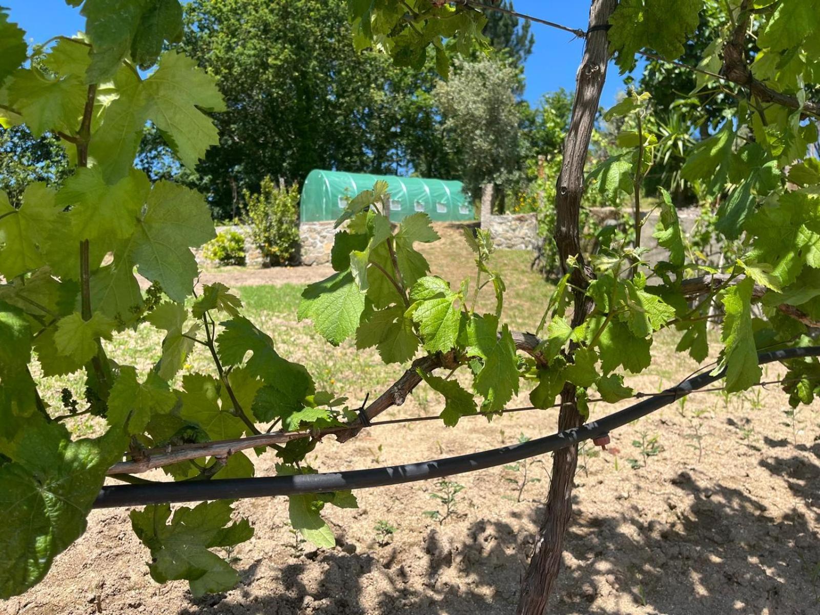 קסטלו דה פייבה Crasto Payva Douro Nature מראה חיצוני תמונה
